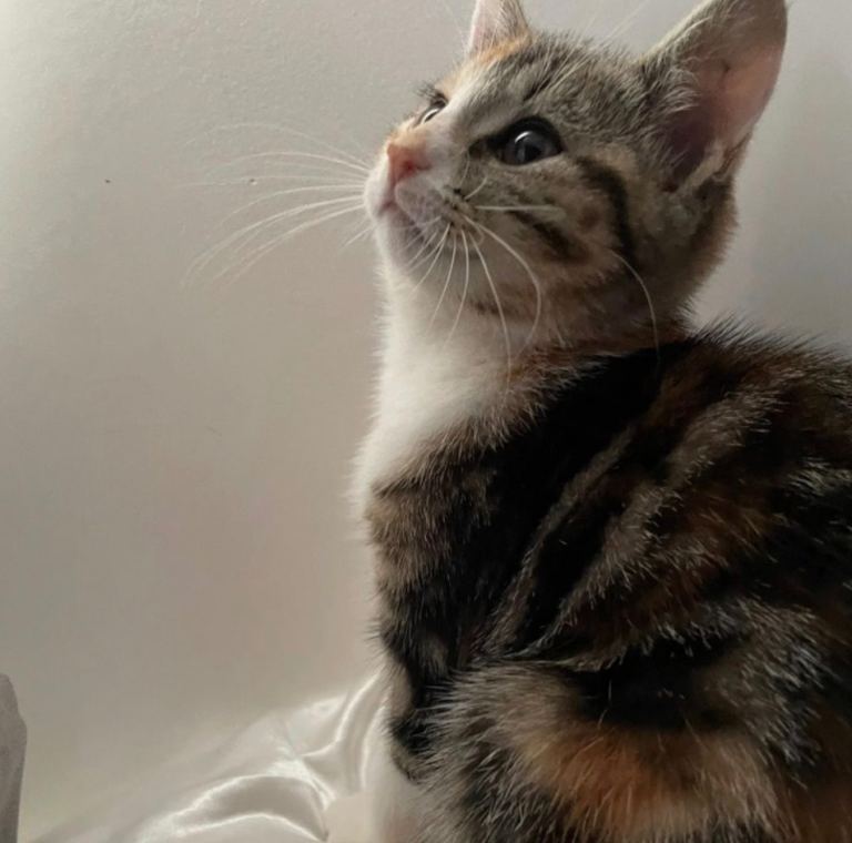 Kitten 10 months old Cat for Sale