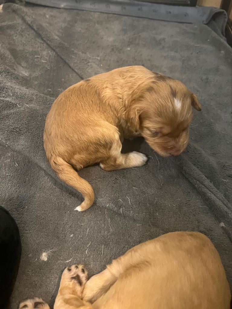 Stunning miniature F1B cockapoos!