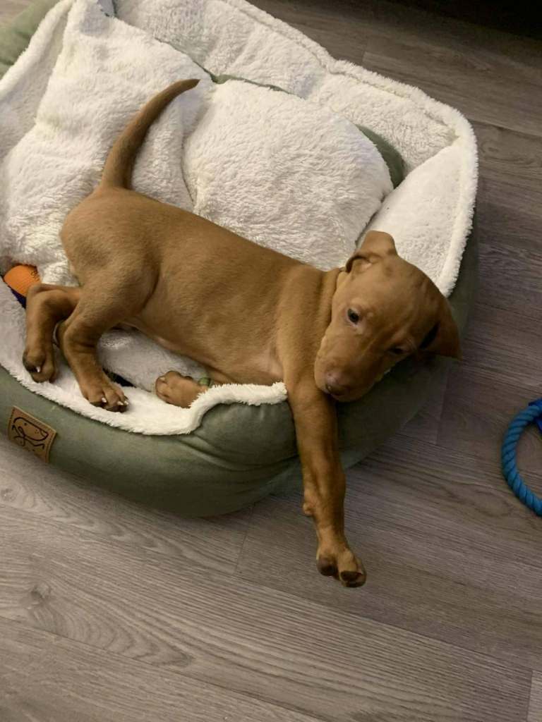 KC Hungarian Vizsla puppy