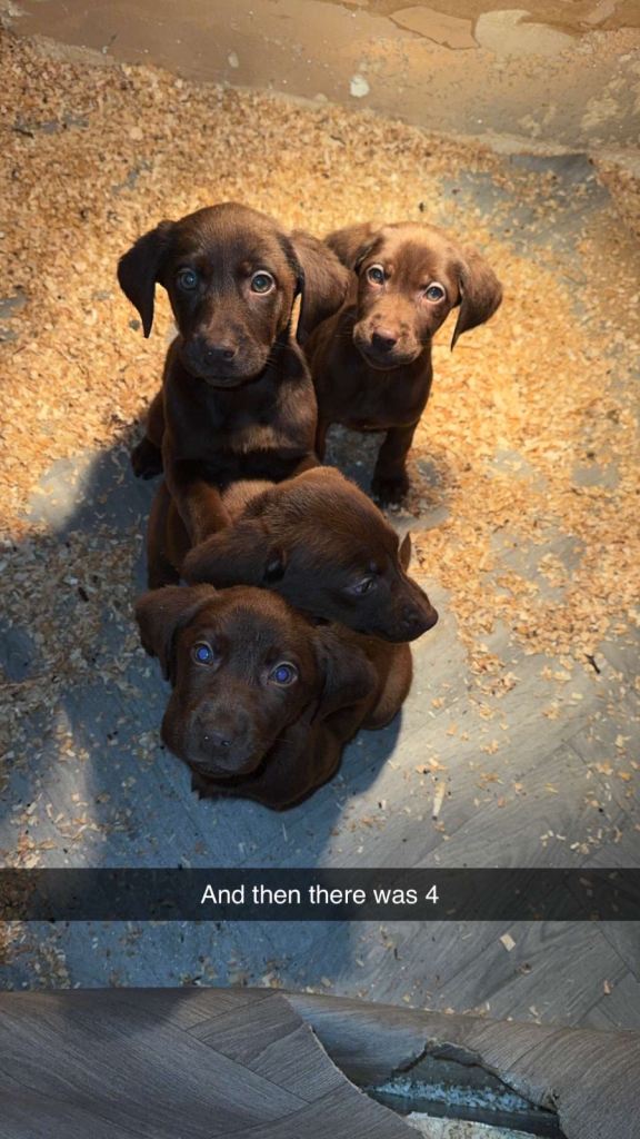 Choc Labradorr X Weimaraner