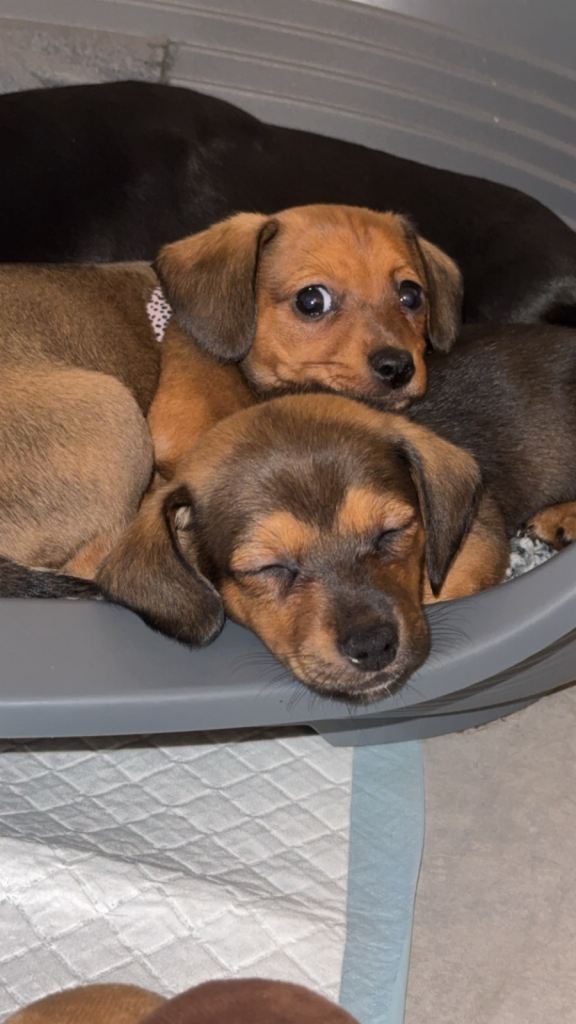 Miniature dachshund cross Pomeranian. 