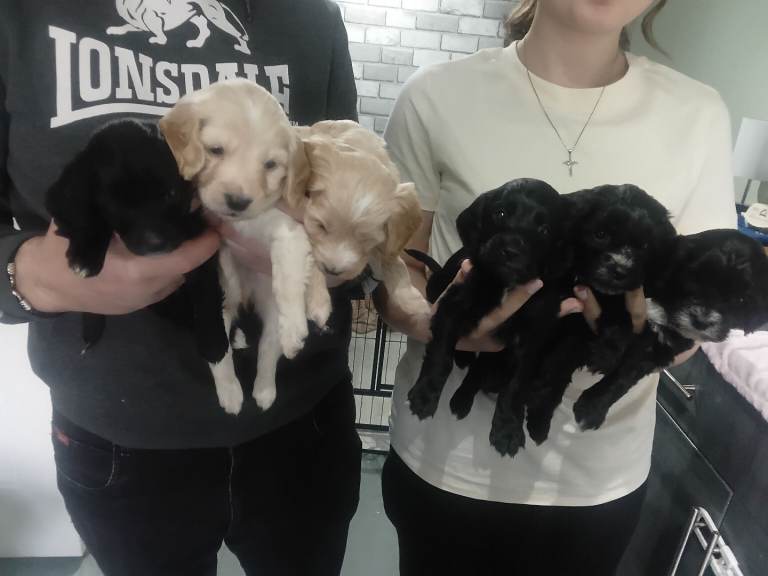 Beautiful cockerpoo for homes please read ad details. Price varys