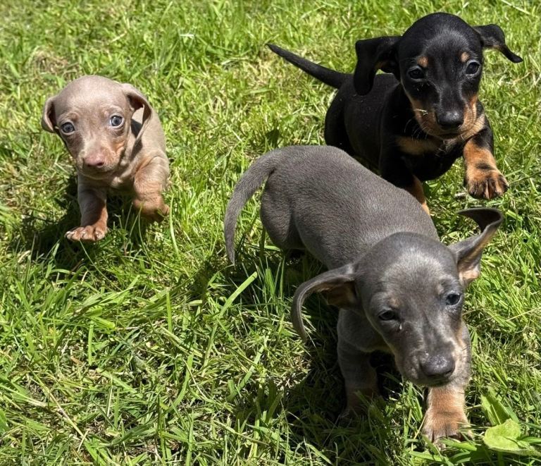 🐾 Beautiful Miniature Dachshund Puppies