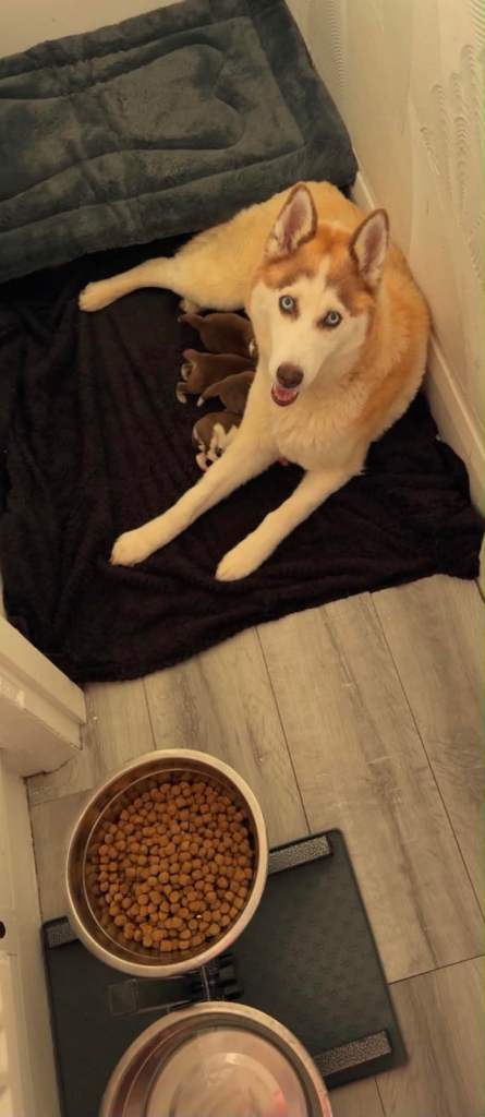 4 beautiful husky puppys