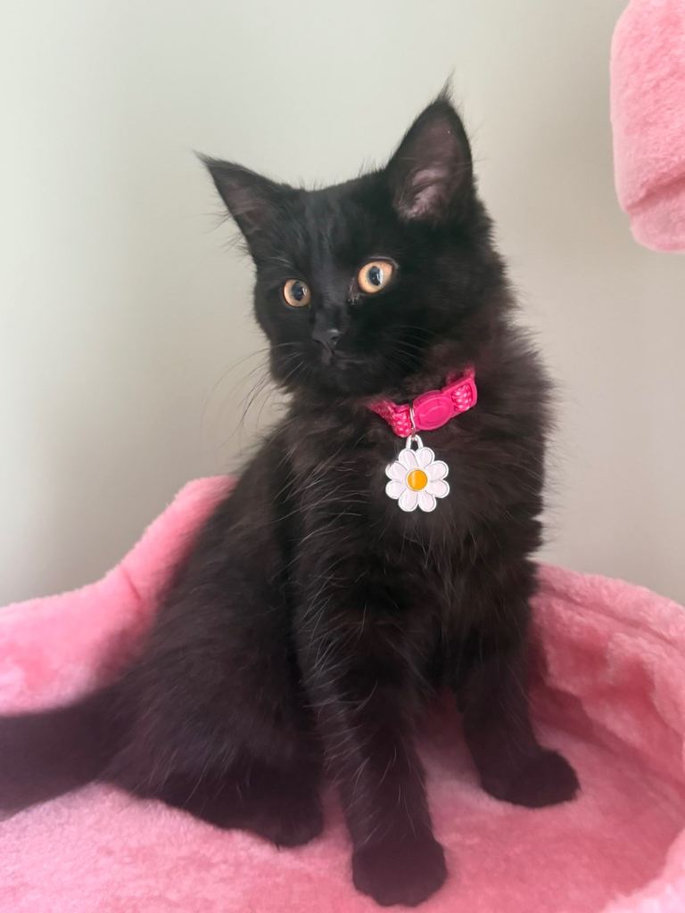 image for Fluffy female kitten