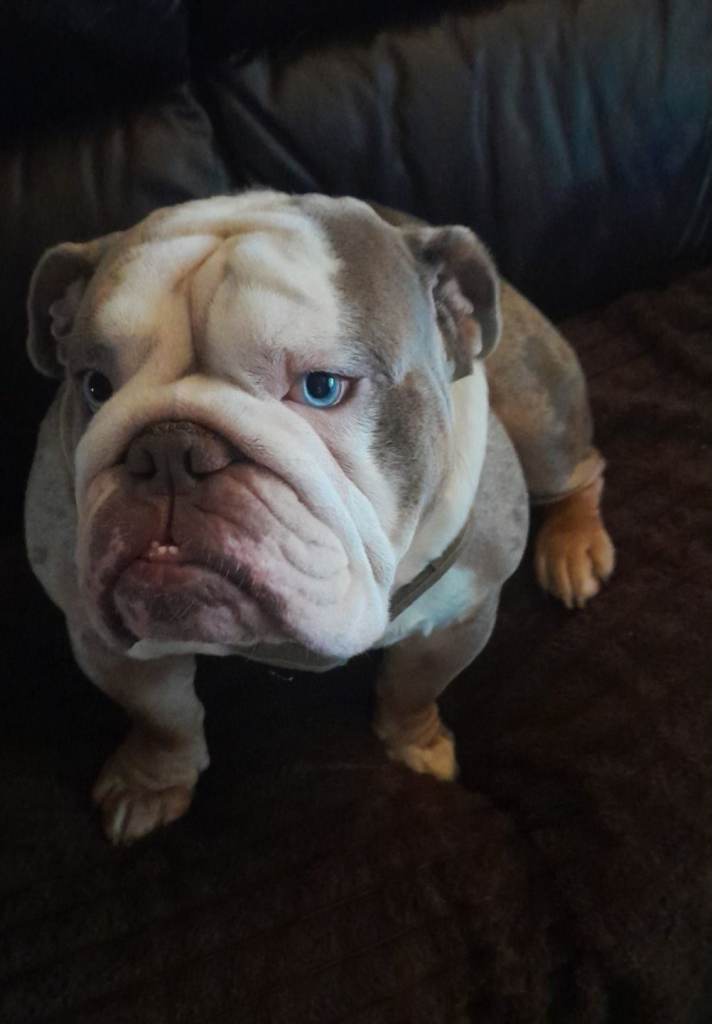 English Bulldog full pedigree with papers 