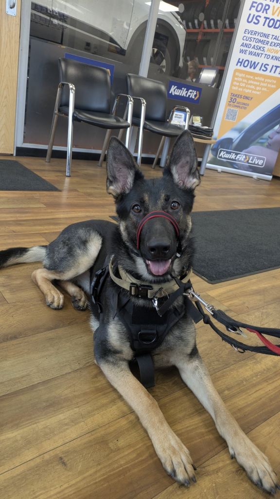 German sheppard female Black and Tan 