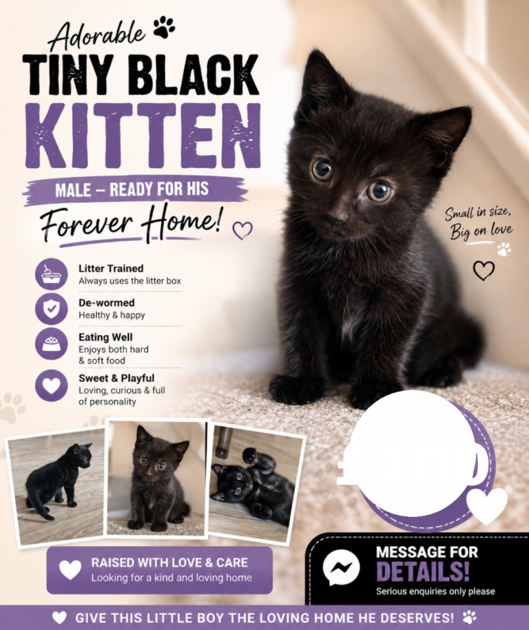 Adorable Kittens – Ready for Their Forever Homes