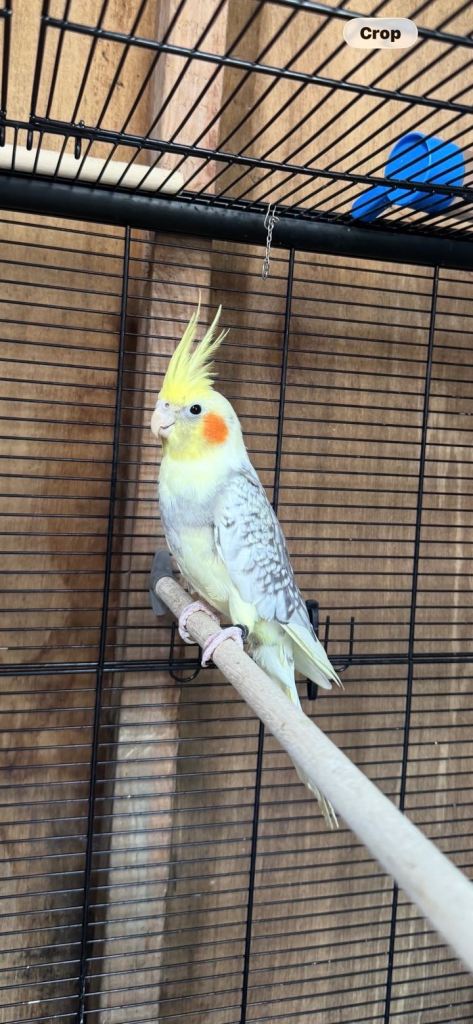 Cockatiel for sale