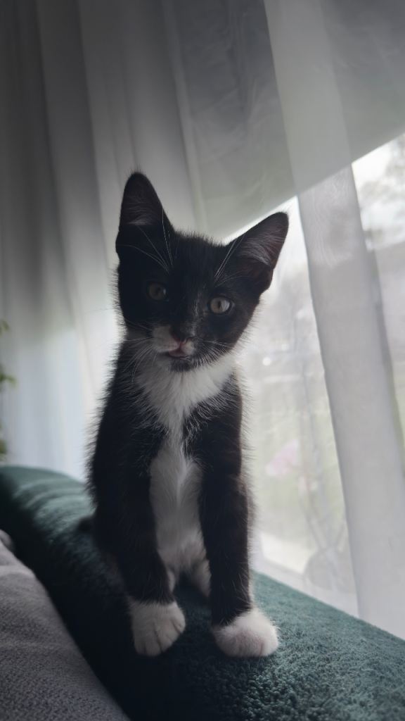 Kittens 