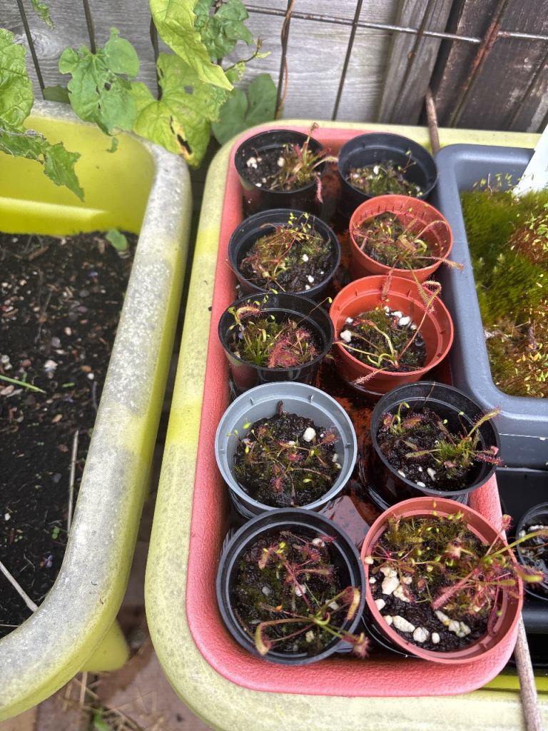 Small Potted Carnivorous Plants - Cape Sundew 