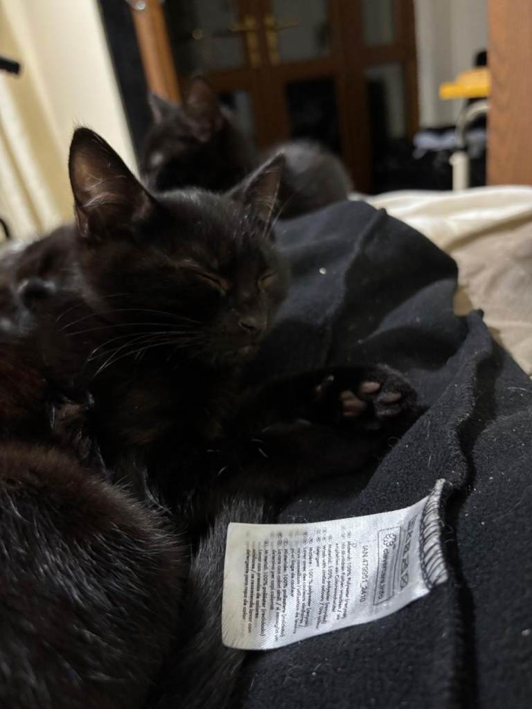 3 black kittens 2 boys one girl