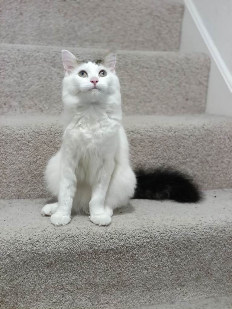 Adorable male kitten waiting for a family