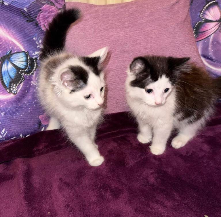 Lovely female fluffy kittens 