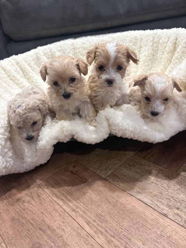 Maltipoo puppies 