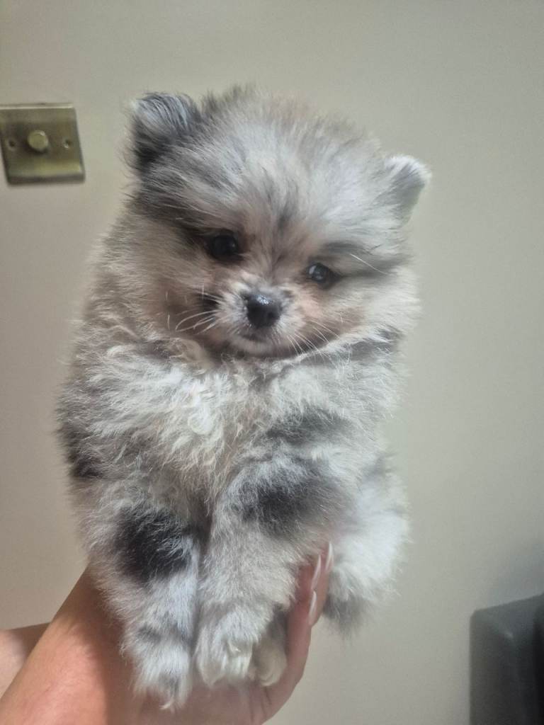 Russianxpolish Pomeranians