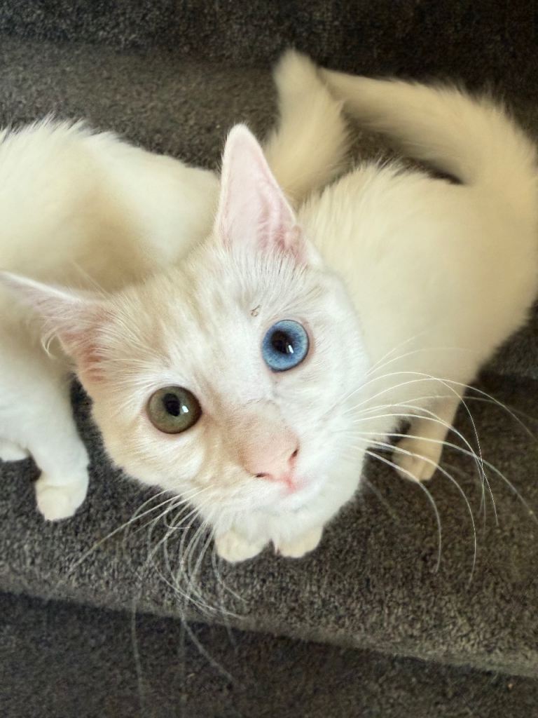 Beautiful White Kittens Looking for Their Forever Home
