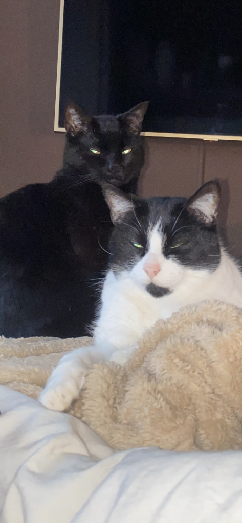 2 males cat to be re-homes together  