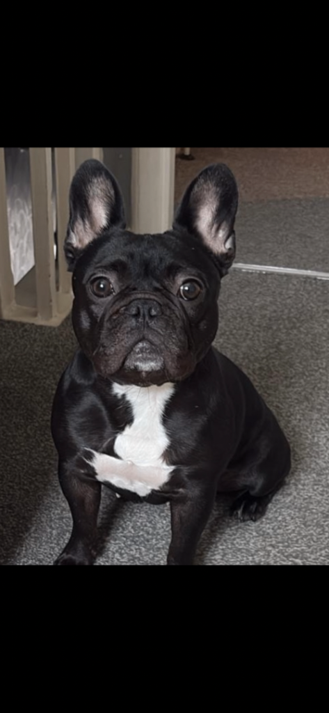 French Bulldog 