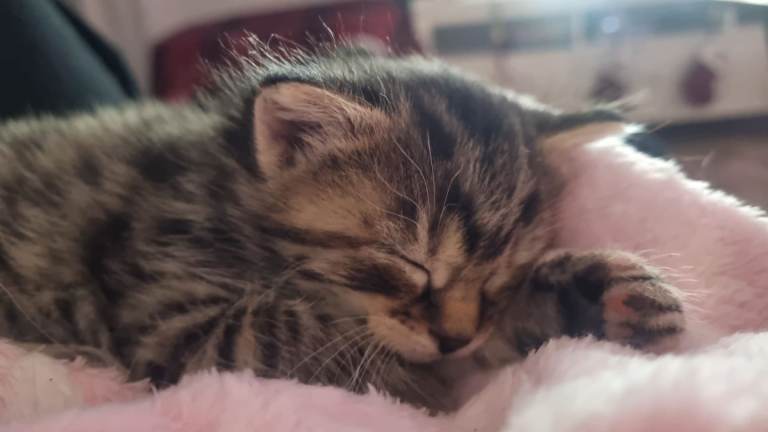 Beautiful girl kitten looking for Loving Home ❤️