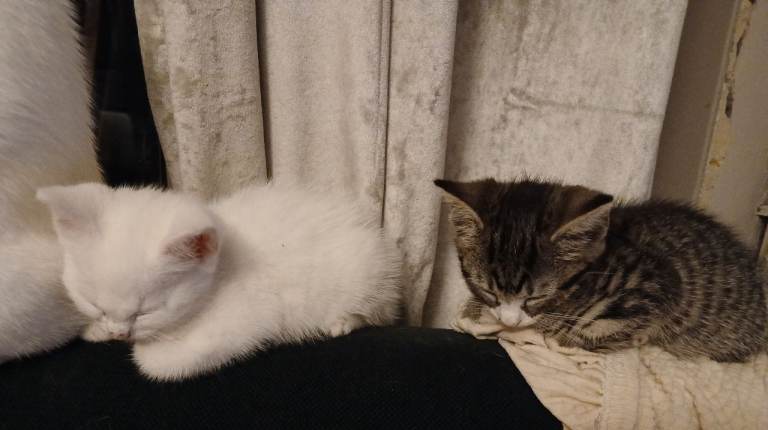 2 kittens , boys 8 weeks old