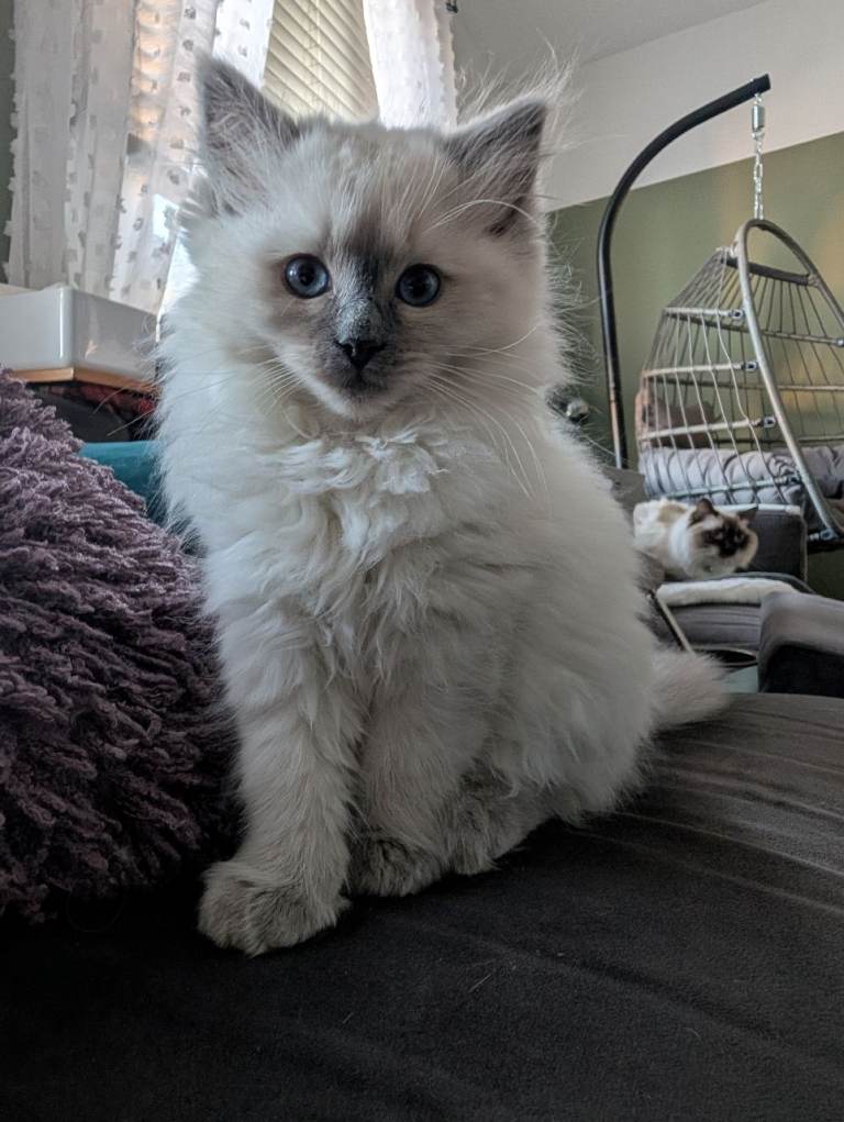 Ragdoll kittens for sale
