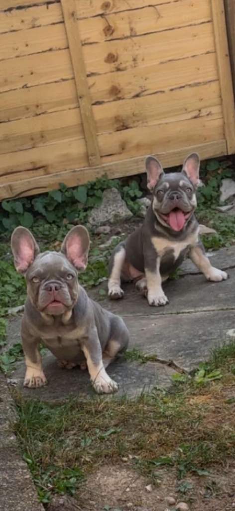 Male and female French bulldogs 