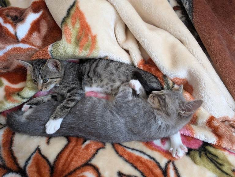 🐾 Gorgeous Grey & White Kittens - 50£🐾