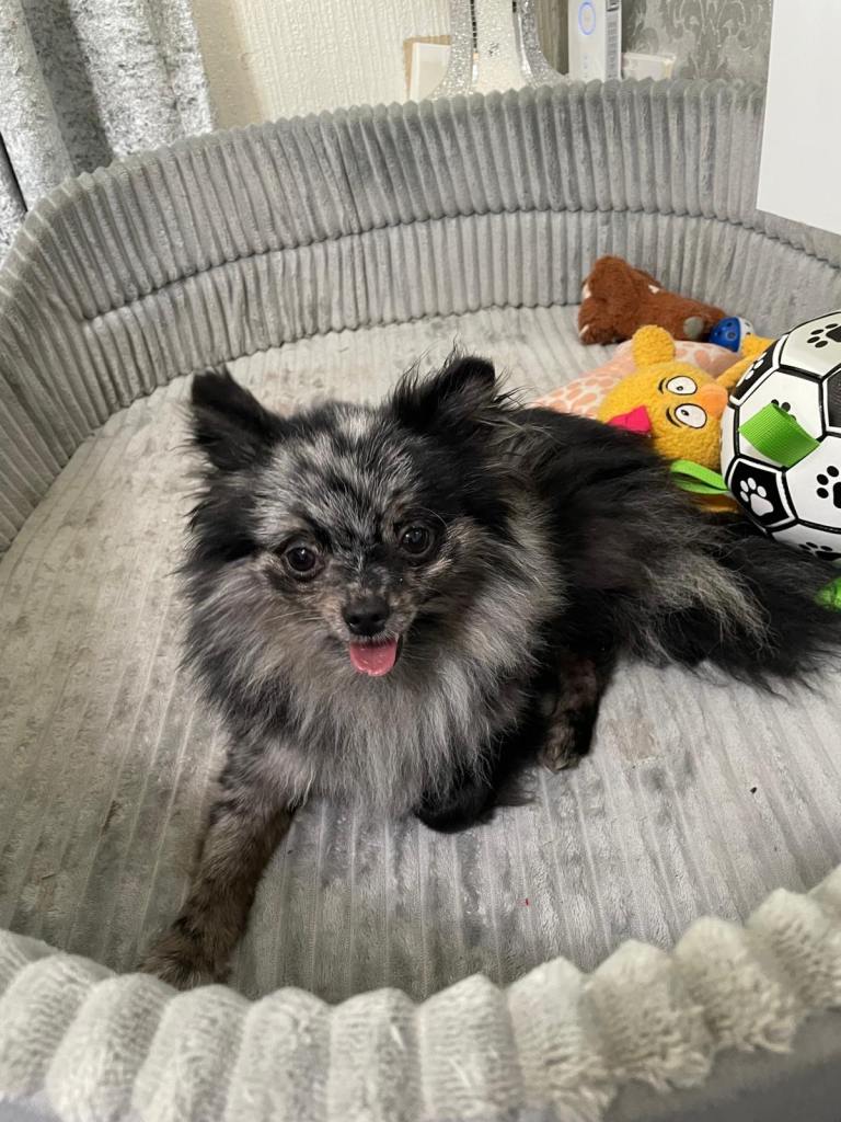 Blue Merle Female 13 months old