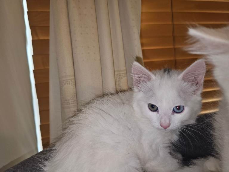 Kittens Male and Female 