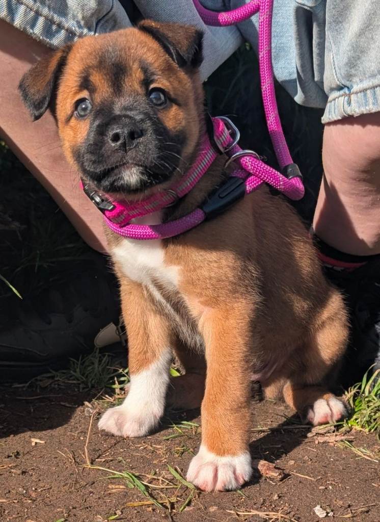 American Bulldog X red collie 