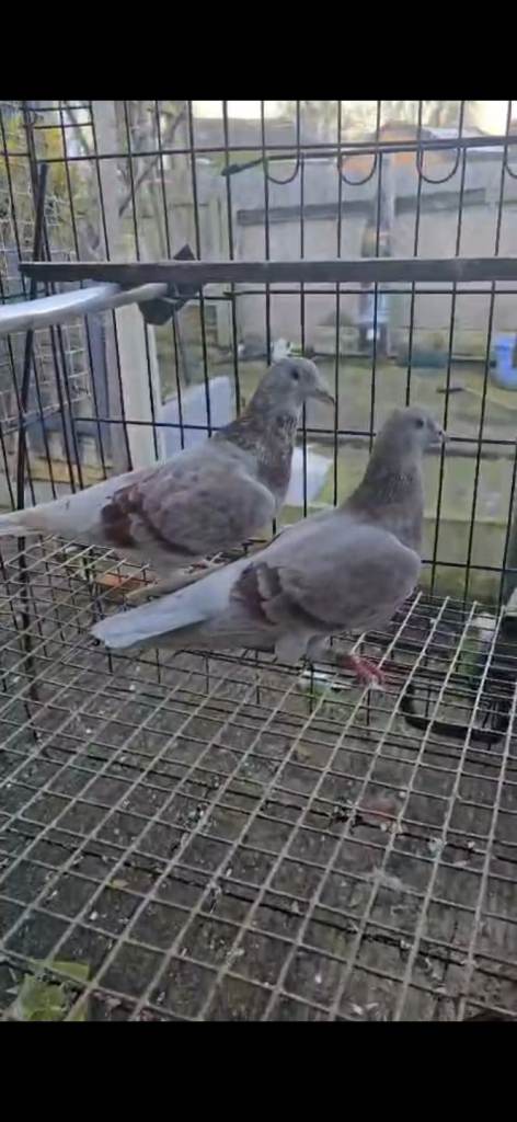 Racer pigeon beautiful colour 