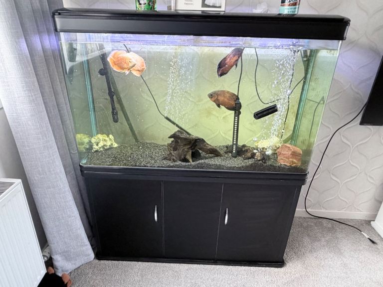 Fish tank and fish can be sold separately 