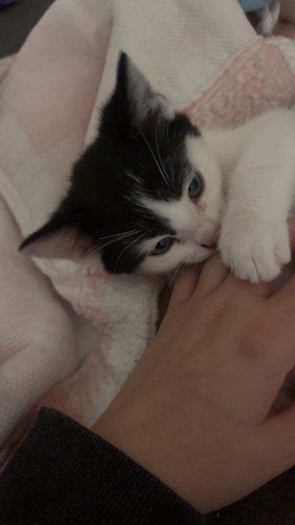 Beautiful little male kitten ready to find his forever home 