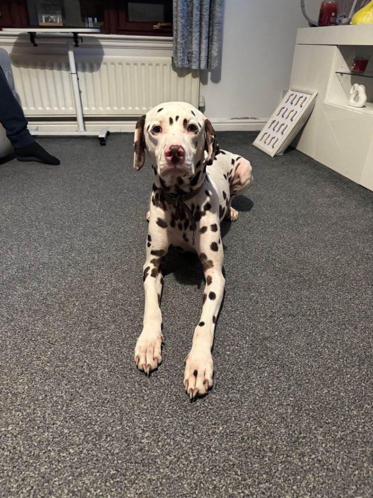 2 year old Dalmatian  