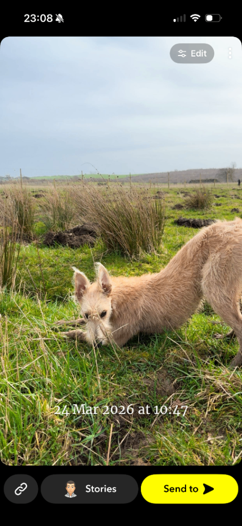 Lurcher pup 7 months 