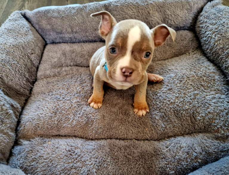 Exotic Micro (Pocket) Bully Puppies – ABR Registered 