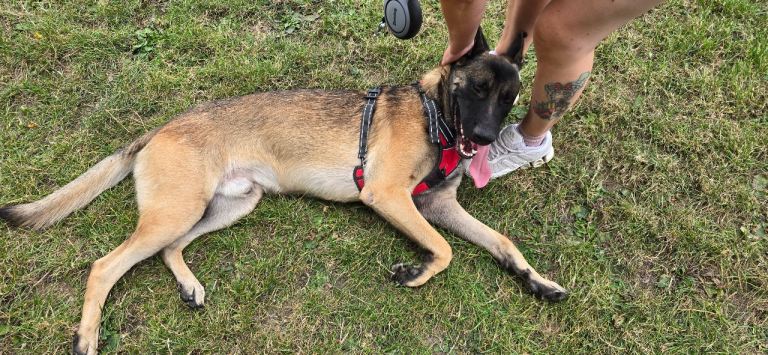 Rehoming Opportunity: 1 year old Old Belgian Malinois Puppy – Tex Needs an Active Forever Home! 