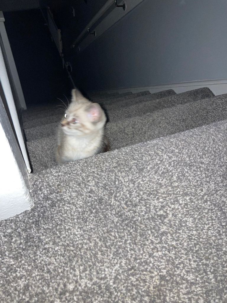 Ragdoll x Burmese female kitten