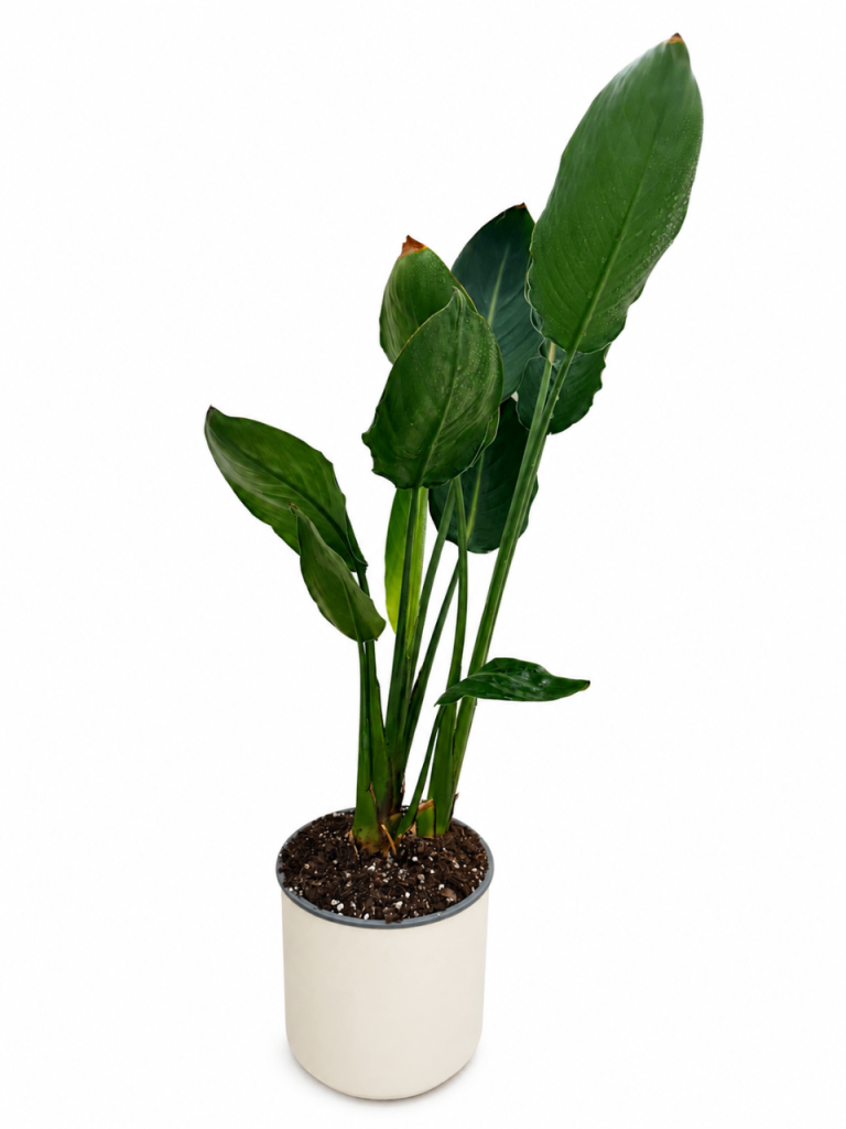 Mature Strelitzia Nicolai / Bird of Paradise – £35
