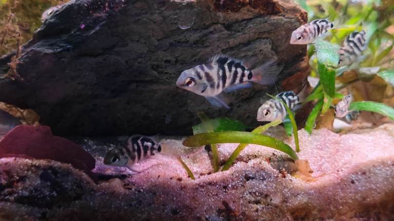 Blue Polar Parrot Fish Juveniles 