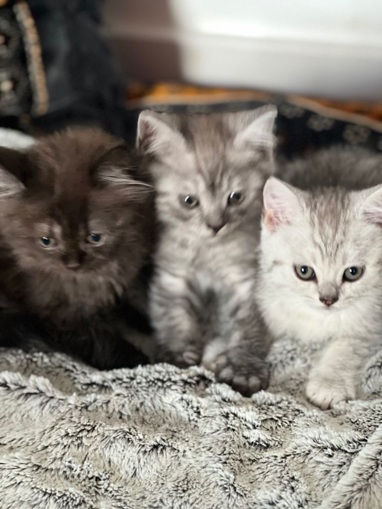British short hair kittens 