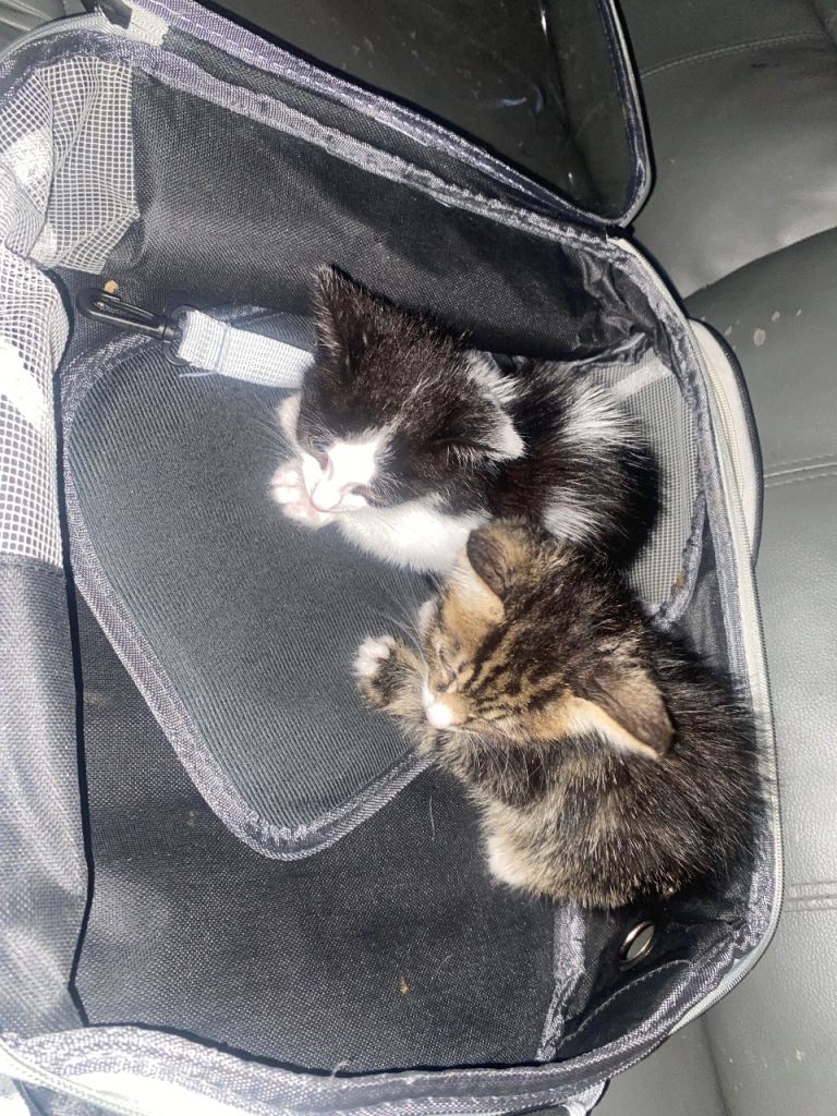 Beautiful kittens