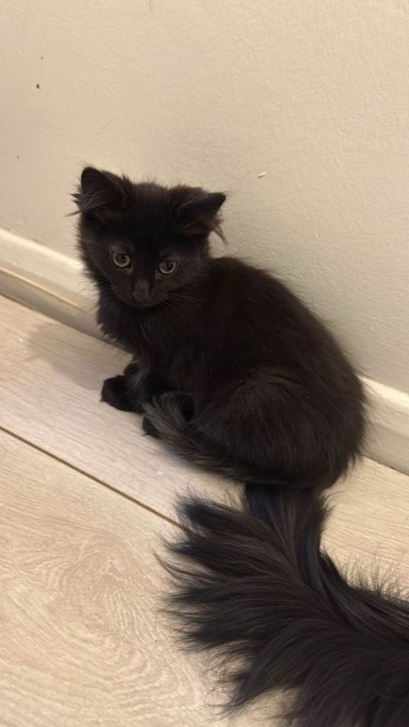 Kittens 
