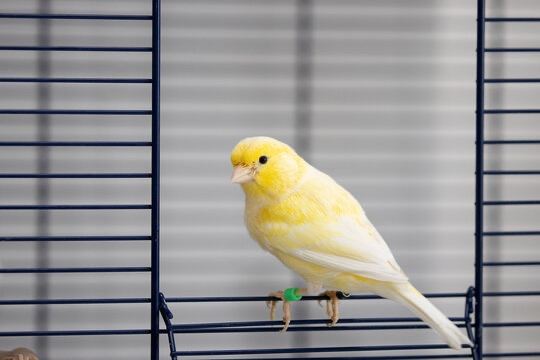 Spanish Timbrado canary
