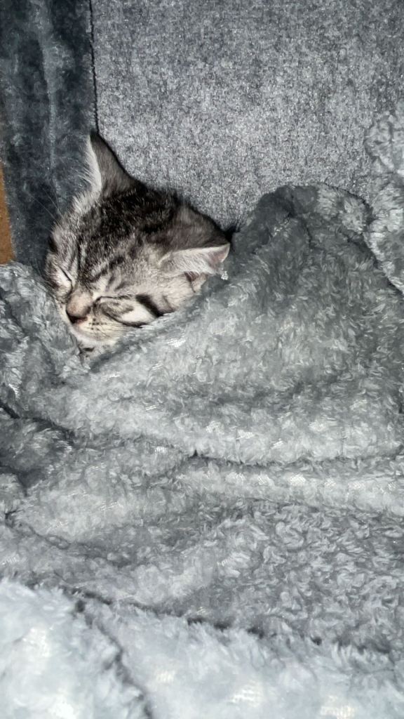 British shorthair x tabby kitten