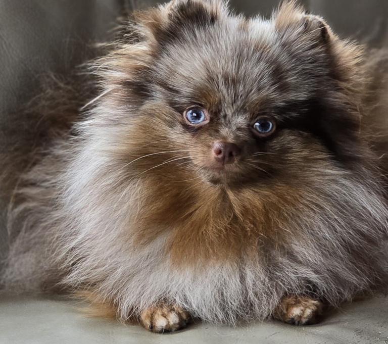 Teddy Pomeranian puppies