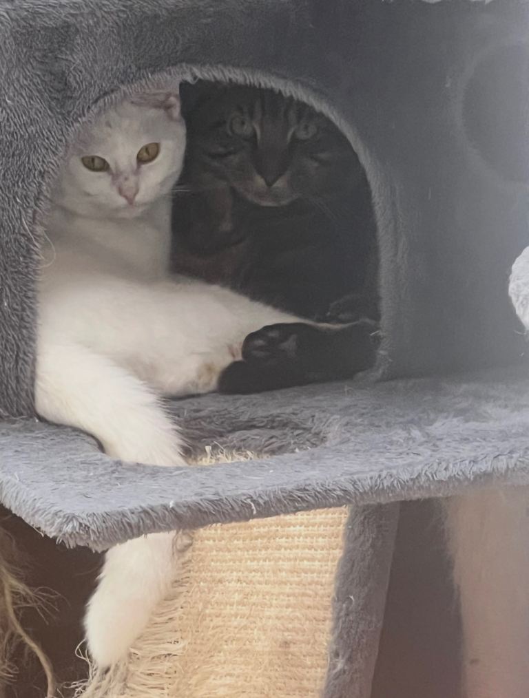 Looking for a lovely home 