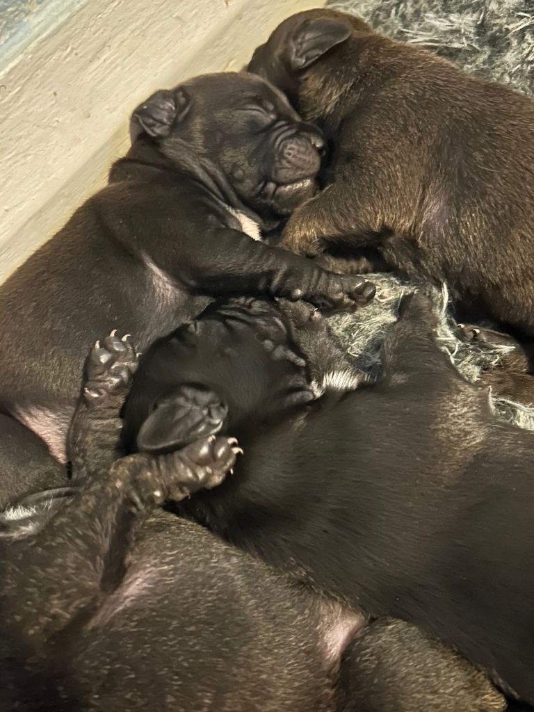 French Bulldog x Staffordshire Pups