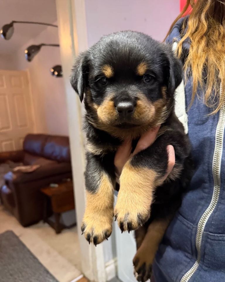 KC Registered Rottweiler Female Puppy